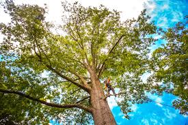 How Our Tree Care Process Works  in  San Joaquin, CA